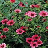 【耐寒性】【宿根草】　ポテンティラ　ロンマクビース　2株セット 【イングリッシュガーデン】【グランドカバー】