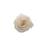 florever　フロールエバー　フレッシュルックスプレーローズ　パンナコッタ　8輪　Φ3.5～4.5cm　 プリザーブドフラワー　Spray Rose　Panna Cotta