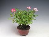 バラ　花芽付き！雅バラの鉢植えミニ盆栽　2017初夏開花予定