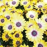 【花壇】　オステオスペルマム　ブルーアイビューティー 　2株セット　【コンテナガーデン】