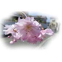 Amazon.co.jp: 八重紅しだれ桜 桜苗 サクラの苗 とても綺麗な