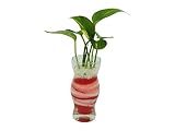 花市場直送便 ポトス(カラーサンド植え) プチベースE ピンク/赤