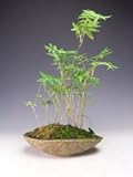 金明竹の鉢植え