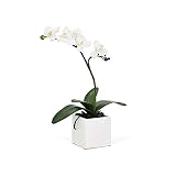 Torre & Tagus 16-Inch Orchid Potted Single Stem, White [並行輸入品]