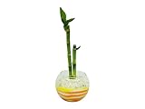 花市場直送便 ミリオンバンブー(カラーサンド植え) バブルボール10cm 黄色/オレンジ