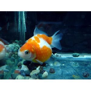 金魚のおすすめ種類 手軽に飼育できる金魚と水槽のお手入れ方法 おさかなくらし