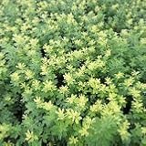 【耐寒性】【多年草】 　ロータス　ブリムストーン　 2株セット　【イングリッシュガーデン】【カラーリーフ】