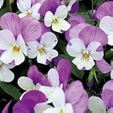 【産地直送】 　東京産　ビオラ　うさぎももか　9株セット　【コンテナガーデン】【花壇】