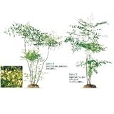 オンリーワン 植栽・樹形美 ナンテン(白実) UN3-J503 Bタイプ