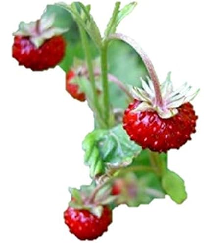 Amazon.co.jp: サカタのタネ 四季なりイチゴ : DIY・工具・ガーデン
