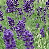 【多年草】【耐寒性】　ラベンダー　ブルーセントアーリー　2株セット　【イングリッシュガーデン】