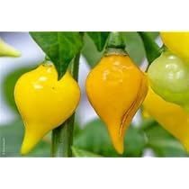 Amazon.co.jp: トウガラシ種子 カンブチ Pimenta Cambuci（ピメンタ