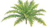 タカショー グリーンデコ　屋内用　和風タマシダ(ボストンファンG)（人工植物/観葉植物） 小　W30cm （GN-39S）