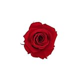 florever　フロールエバー　フレッシュルックスプレーローズ　チェリーレッド　8輪　Φ3.5～4.5cm　 プリザーブドフラワー　Spray Rose　Cherry Red
