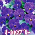 ビオラのタネ ビビシリーズ【オーシャンブルー】生産用タネ小分け　約20粒　 第4種または一般郵便発送