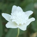 八重咲き一輪草