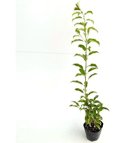 Amazon.co.jp: 苗/苗木 【5本セット】 ソヨゴ 樹高0.3m前後 10.5cm