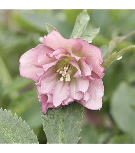 Amazon.co.jp: クリスマスローズ (ダブルピンク系)3.5～4寸苗 : DIY