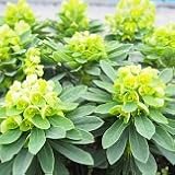 【耐寒性】【多年草】　ユーフォルビア　マカリィ　2株セット　【イングリッシュガーデン】