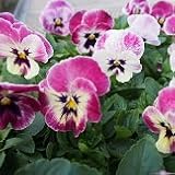 【耐寒性】　パンジー　プレシャスハート　2株セット【コンテナガーデン】【花壇】