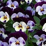 【産地直送】 　東京産　ビオラ　ペニーミッキー　9株セット　【コンテナガーデン】【花壇】