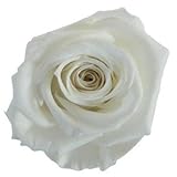florever　フロールエバー　フレッシュルックスプレーローズ　パールホワイト　8輪　Φ3.5～4.5cm　 プリザーブドフラワー　Spray Rose　Pearl White