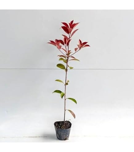 Amazon.co.jp: 苗/苗木 【5本セット】 レッドロビン 樹高0.8m前後 15cm