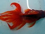 金魚　流金2才【こだわりの生体をお届けします　名生園】