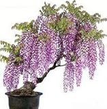 、藤の種10種/レア金ミニ盆栽藤木の種子を詰める屋内観賞植物白