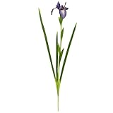 MAGIQ 東京堂 上質な造花  アイリス  パープル FM007033