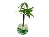 花市場直送便 パキラ(カラーサンド植え) バブルボール8cm グリーン