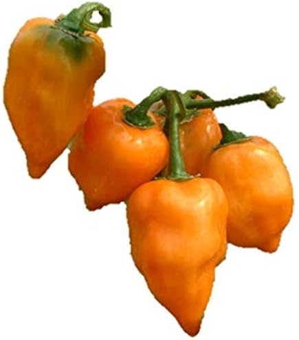 Amazon.co.jp: トウガラシ種子 カンブチ Pimenta Cambuci（ピメンタ 