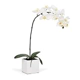 Torre & Tagus 1684-100010 Orchid Potted Single Stem 28-Inch, White by Torre & Tagus