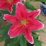 オリエンタルユリ　コブラ　１球入