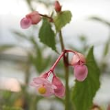 シュウカイドウ