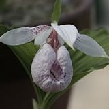 [ アツモリソウ ] 台湾クマガイソウ 花1芽株