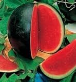 Water Melon Sugar Babe - Super sweet water melon - 10 seeds