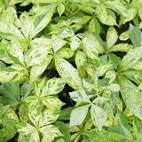 【落葉つる性多年草】　斑入り　ヘンリーツタ　2株セット　【ハンギング】【グランドカバー】