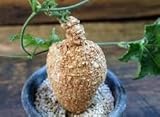 Commiphora mildbraedii - Extremely rare Caudiciform - 1 seeds