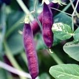 国華園　野菜たね　マメ　エンドウ　ツタンカーメン紫豌豆　1袋(30ml入)【※発送が国華園からの場合のみ正規品です】