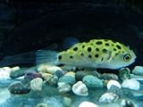 熱帯魚　かわいいです　ミドリフグ　万一の場合の保証有【こだわりの生体をお届けします　名生園】