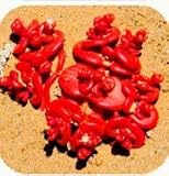 300/bag Mix Succulent Seeds Lotus Lithops Pseudotruncatella Bonsai Plants Seeds For Home & Garden Fl