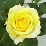 【生産農場直送】バラ苗 フォーエバーローズ サニービーチ 4号鉢