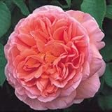 バラ苗 アブラハムダービー 大苗ＥＲ6Ｌ専用角鉢入 オレンジ系 イングリッシュローズ