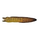 テイクオフ ウツボ リアル ぬいぐるみ