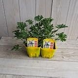 【虫除け】【多年草】 ハーブゼラニウム　蚊嫌草　2株セット　【ハーブ】