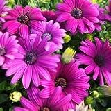 オステオスペルマム　アキラ　パープル　2株セット　【花壇】【コンテナガーデン】