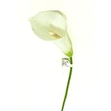 Bulk Buy : Darice DIYクラフトカラーリリー柄プラスチックホワイト21インチ( 72-pack ) ds-1874 – 01