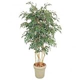 【人工植栽】　タカショー グリーンデコ鉢付 ベンジャミン　立木 5本立　1.8m　GD-142