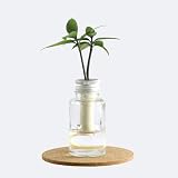 日本古来の植物 「良縁を結ぶ ご神木 梛(ナギ)の木」と「倒れても水がこぼれない ガラス製容器 『ミニボトル』」 1個セット【土なし・清潔・水やり簡単なミニ観葉植物 G-STICK(ジースティック)】